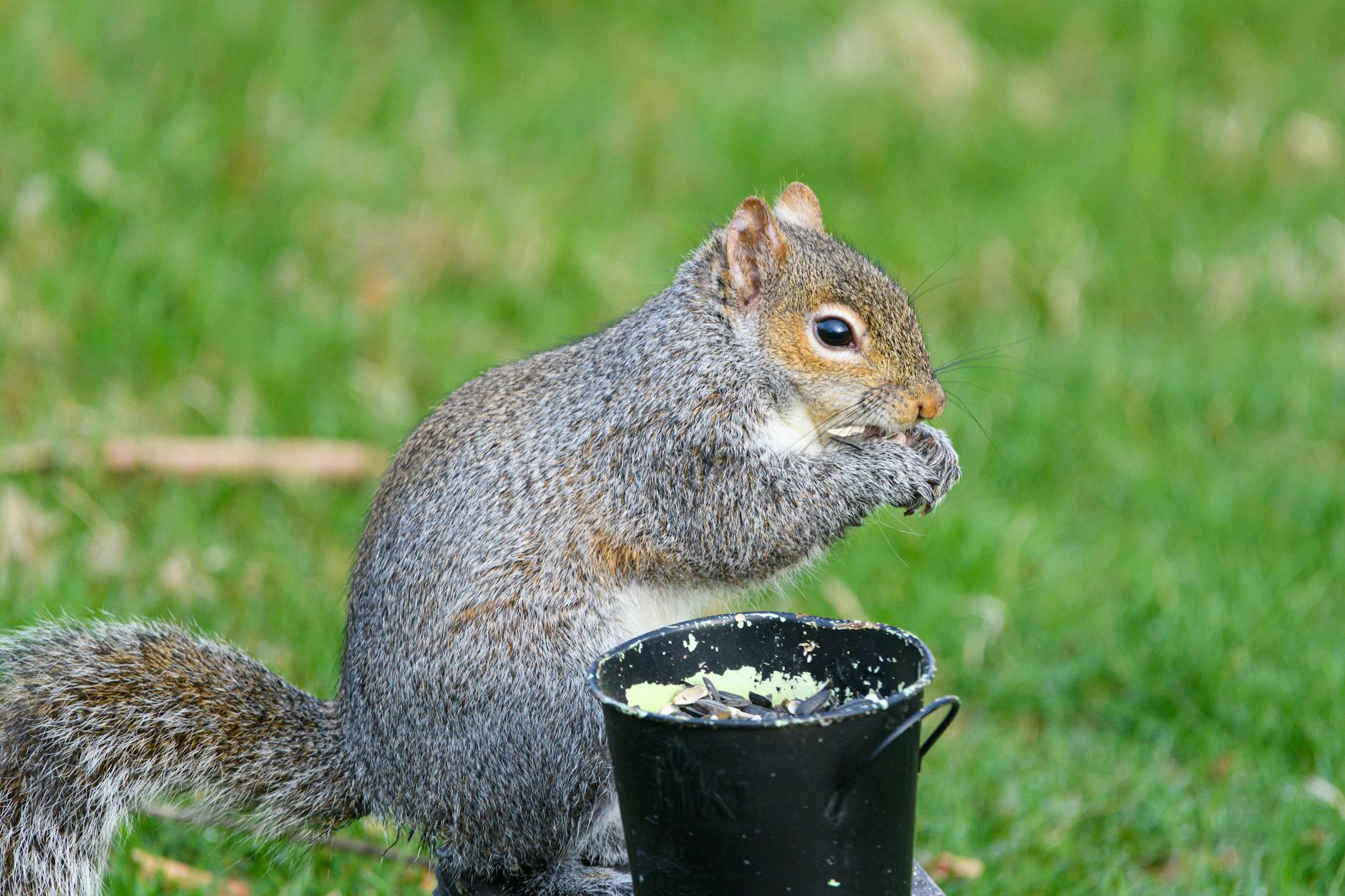 Random Squirrel 3D World Map | Random Animal Generator